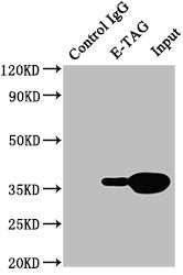 Immunoprecipitating E-Tag in 293F transfected whole cell lysate  | Lane 1: Mouse control IgG (1µg) instead of E-Tag Monoclonal Antibody in 293F transfected whole cell lysate. For western blotting, a HRP-conjugated Protein G antibody was used as the secondary antibody (1/2000)  | Lane 2: E-Tag Monoclonal Antibody (5µg) + 293F transfected whole cell lysate (500µg)  | Lane 3: 293F transfected whole cell lysate (20µg)Mouse E-Tag Monoclonal Antibody