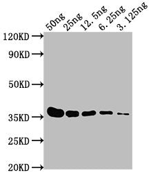 Western Blot  | Positive WB detected in: E-tagged fusion protein at 50ng, 25ng, 12.5ng, 6.25ng, 3.125ng  | All lanes: E-Tag antibody at 1:1000  | Secondary  | Goat polyclonal to Mouse IgG at 1/10000 dilution  | Predicted band size: 36 kDa  | Observed band size: 36 kDaMouse E-Tag Monoclonal Antibody