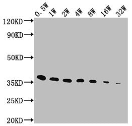Western Blot  | Positive WB detected in: E-tagged fusion protein  | All lanes: E-Tag antibody at 1:5000, 1:10000, 1:20000, 1:40000, 1:80000, 1:160000, 1:320000  | Secondary  | Goat polyclonal to Mouse IgG at 1/10000 dilution  | Predicted band size: 36 kDa  | Observed band size: 36 kDaMouse E-Tag Monoclonal Antibody