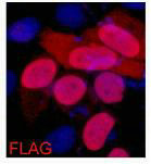 IF analysis of 293 cells transfected with a Flag-tag protein,1:2000 dilution (blue DAPI, red anti-Flag)Mouse Flag-Tag Monoclonal Antibody