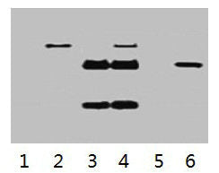 IP antibody use: 5µg Flag Mouse IgG1 per ml Lysate, WB 1:5000  | Lane 1: untransfected 293 cell lysate  | Lane 2: transfected 293 cell lysate with Flag-tag fusion protein  | Lane 3: IP (transfected 293 + normal Mouse IgG + Protein G agarose)  | Lane 4: IP (transfected 293 + anti- Flag mAb + Protein G agarose)  | Lane 5: IP (transfected 293 + Protein G)  | Lane 6: Recombinant protein (E.coli)Mouse Flag-Tag Monoclonal Antibody