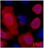 IF analysis of 293 cells transfected with a Myc-tag protein,1:2000 dilution (blue DAPI, red anti-Myc)Mouse Myc-Tag Monoclonal Antibody