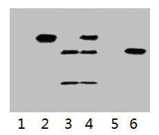 IP antibody use: 3µg Flag Mouse IgG1 per ml Lysate, WB 1:5000  | Lane 1: untransfected 293 cell lysate  | Lane 2: transfected 293 cell lysate with C-Myc-tag fusion protein  | Lane 3: IP (transfected 293 + normal Mouse IgG + Protein G agarose)  | Lane 4: IP (transfected 293 + anti- C-Myc mAb + Protein G agarose)  | Lane 5: IP (transfected 293 + Protein G)  | Lane 6: Recombinant protein (E.coli)Mouse Myc-Tag Monoclonal Antibody