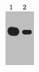 1µg Myc fusion protein + Primary antibody dilution at  1) 1:5000 2) 1:10000Mouse Myc-Tag Monoclonal Antibody
