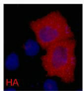 IF analysis of 293 cells transfected with a HA-tag protein,1:2000 dilution (blue DAPI, red anti-HA)Mouse HA-Tag Monoclonal Antibody