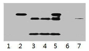 IP antibody use: 5µg HA Mouse IgG1 per ml Lysate, WB 1:5000  | Lane 1: untransfected 293 cell lysate  | Lane 2: transfected 293 cell lysate with HA-tag fusion protein  | Lane 3: IP (untransfted 293 + anti-HA mAb + Protein G agarose)  | Lane 4: IP (transfected 293 + normal Mouse IgG + Protein G agarose)  | Lane 5: IP (transfected 293 + anti-HA mAb + Protein G agarose)  | Lane 6: IP (transfected 293 + Protein G)  | Lane 7: Recombinant protein (E.coli)Mouse HA-Tag Monoclonal Antibody
