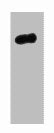 0.5µg HA fusion protein + Primary antibody dilution at 1:10000Mouse HA-Tag Monoclonal Antibody