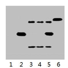 IP antibody use: 5µg His Mouse IgG1 per ml Lysate, WB 1:3000  | Lane 1: untransfected 293 cell lysate  | Lane 2: transfected 293 cell lysate with His-tag fusion protein  | Lane 3: IP (untransfected 293 + anti-His mAb + Protein G agarose)  | Lane 4: IP (transfected 293 + normal Mouse IgG + Protein G agarose)  | Lane 5: IP (transfected 293 + anti-His mAb + Protein G agarose)  | Lane 6: Recombinant protein (E.coli)Mouse His-Tag Monoclonal Antibody