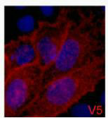 IF analysis of 293 cells transfected with a V5-tag protein,1:2000 dilution (blue DAPI, red anti-V5)Mouse V5-Tag Monoclonal Antibody