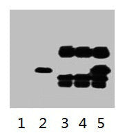 IP antibody use: 5µg V5 Mouse IgG1 per ml Lysate, WB 1: 5000  | Lane 1: untransfected 293 cell lysate  | Lane 2: transfected 293 cell lysate with V5-tag fusion protein  | Lane 3: IP (untransfted 293 + anti-V5 mAb + Protein G agarose)  | Lane 4: IP (transfected 293 + normal Mouse IgG + Protein G agarose)  | Lane 5: IP (transfected 293 + anti-V5 mAb + Protein G agarose)Mouse V5-Tag Monoclonal Antibody