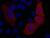 IF analysis of 293T cells transfected with a VSV-G-tagged protein,1:2000 dilution (blue DAPI, red anti-VSV-G)Mouse VSV-G-Tag Monoclonal Antibody