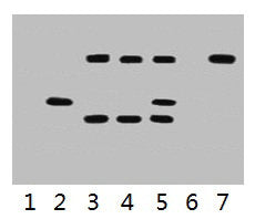 IP antibody use: 5µg VSV-G Mouse IgG1 per ml Lysate, WB 1:5000  | Lane 1: untransfected 293 cell lysate  | Lane 2: transfected 293 cell lysate with VSV-G-tag fusion protein  | Lane 3: IP (untransfted 293 + anti-VSV-G mAb + Protein G agarose)  | Lane 4: IP (transfected 293 + normal Mouse IgG + Protein G agarose)  | Lane 5: IP (transfected 293 + anti-VSV-G mAb + Protein G agarose)  | Lane 6: IP (transfected 293 + Protein G)  | Lane 7: Recombinant protein (E.coli)Mouse VSV-G-Tag Monoclonal Antibody
