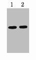 1µg VSV-G fusion protein + Primary antibody dilution at  1) 1:5000 2) 1:10000Mouse VSV-G-Tag Monoclonal Antibody