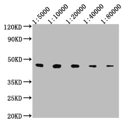 Western Blot Positive WB detected in: 50ng V5-tagged fusion protein V5 Tag antibody at 1:5000, 1:10000, 1:20000, 1:40000, 1:80000 Secondary Goat polyclonal to mouse IgG at 1/50000 dilution Predicted band size: 37.8 KDa Observed band size: 43 KDa Exposure time: 10SMouse V5-Tag Monoclonal Antibody