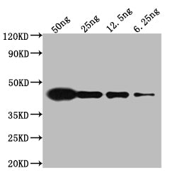 Western Blot Positive WB detected in: Mouse anti V5 tag Monoclonal antibody at 1:5000 Lane 1: Recombinant V5-tagged fusion protein at 50ng Lane 2: Recombinant V5-tagged fusion protein at 25ng Lane 3: Recombinant V5-tagged fusion protein at 12.25ng Lane 4: Recombinant V5-tagged fusion protein at 6.25ng Secondary Goat polyclonal to Mouse IgG at 1/50000 dilution Predicted band size: 37.8 kd Observed band size: 43 kd Exposure time: 5minMouse V5-Tag Monoclonal Antibody