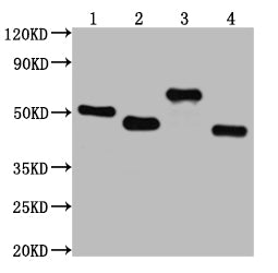 Western Blot Positive WB detected in: V5-tagged fusion protein 1, 2, 3, 4 at 50ng All lanes: V5 antibody at 1:2000 Secondary Goat polyclonal to mouse IgG at 1/50000 dilution Predicted band size: 50.2, 47.6, 66.7, 37.8 KDa Observed band size: 52, 47, 67, 42 KDa Exposure time: 30sMouse V5-Tag Monoclonal Antibody