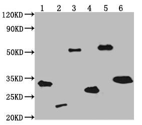 Western Blot Positive WB detected in: V5-tagged fusion protein 1, 2, 3, 4, 5, 6 at 50ng All lanes: V5 antibody at 1:2000 Secondary Goat polyclonal to mouse IgG at 1/50000 dilution Predicted band size: 31.9, 20.4, 55, 24.2, 53.4, 30 KDa Observed band size: 32, 21, 55, 28, 58, 33 KDa Exposure time: 5minMouse V5-Tag Monoclonal Antibody