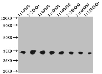 Western Blot Positive WB detected in: 50ng V5-tagged fusion protein V5 Tag antibody at 1:10000, 1:20000, 1:40000, 1:80000, 1:160000, 1:320000, 1:640000, 1:1280000 Secondary Goat polyclonal to mouse IgG at 1/50000 dilution Predicted band size: 32 KDa Observed band size: 32 KDa Exposure time: 5minMouse V5-Tag Monoclonal Antibody