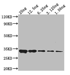 Western Blot Positive WB detected in: Mouse anti V5 tag Monoclonal antibody at 1:2000 Lane 1: Recombinant V5-tagged fusion protein at 25ng Lane 2: Recombinant V5-tagged fusion protein at 12.5ng Lane 3: Recombinant V5-tagged fusion protein at 6.25ng Lane 4: Recombinant V5-tagged fusion protein at 3.125ng Lane 5: Recombinant V5-tagged fusion protein at 1.56ng Secondary Goat polyclonal to Mouse IgG at 1/50000 dilution Predicted band size: 32 kd Observed band size: 32 kd Exposure time: 5minMouse V5-Tag Monoclonal Antibody