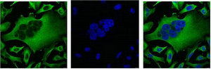 IF analysis of Hela with β-Tubulin Monoclonal Antibody(Left) and DAPI (Right) diluted at 1:100.Mouse anti-Human TUBB3 Monoclonal Antibody