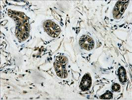 IHC Staining of Human colon tissue, diluted at 1:200.Mouse anti-Human TUBB3 Monoclonal Antibody