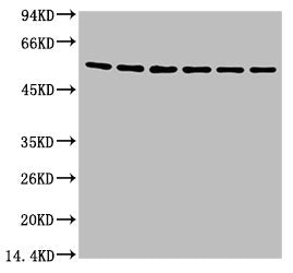 Western blot analysis of A549 (1), Rat brain (2), Mouse brain (3), Chicken lung (4) and Rabbit testis (5), Sheep muscle (6), diluted at 1:5000.Mouse anti-Human TUBB3 Monoclonal Antibody