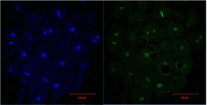 IF analysis of Hela, diluted at 1:200.Mouse anti-Human Histone H3 Monoclonal Antibody