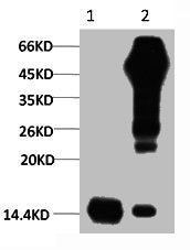 1) Input: Hela Cell Lysate  | 2) IP product: IP dilute 1:200Mouse anti-Human Histone H3 Monoclonal Antibody
