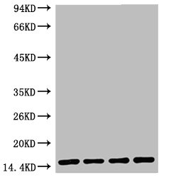 Western blot analysis of 1) Hela, 2) Raw, 3) Mouse Brain Tissue, 4) Rat Brain Tissue, diluted at 1:5000.Mouse anti-Human Histone H3 Monoclonal Antibody