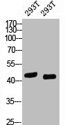 Western blot analysis of 293T, diluted at  1) 1:1000 2) 1:2000Mouse anti-H TP53 Monoclonal Antibody