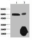 1) Input: Hela Cell Lysate  | 2) IP product: IP dilute 1:200Mouse anti-Human RELA Monoclonal Antibody