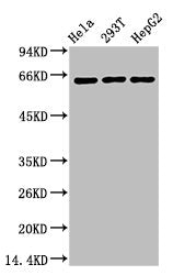Western blot analysis of 1) Hela, 2) 293T, 3) HepG, diluted at 1:2000.Mouse anti-Human RELA Monoclonal Antibody