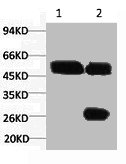1) Input: Hela Cell Lysate  | 2) IP product: IP dilute 1:200