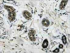 IHC Staining of Human colon tissue, diluted at 1:200.Mouse anti-Human TUBB3 Monoclonal Antibody
