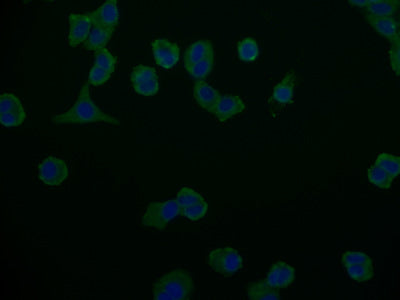 Immunofluorescence staining of HepG2 cells with ABCB1 Monoclonal Antibody at 1:100, counter-stained with DAPI. The cells were fixed in 4% formaldehyde and blocked in 10% normal Goat Serum. The cells were incubated with the antibody overnight at 4°C. Nuclear DNA was labeled in blue with DAPI. The secondary antibody was FITC-conjugated AffiniPure Goat Anti-Mouse IgG (H+L).