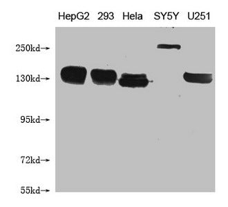 Western Blot Positive WB detected in: HepG2 whole cell lysate, 293 whole cell lysate, Hela whole cell lysate, SY5Y whole cell lysate, U251 whole cell lysate  All lanes: ABCB1 antibody at 1:1000 Secondary Goat polyclonal to mouse IgG at 1/50000 dilution Predicted band size: 141 kDa Observed band size: 141-250 KDa Exposure time：5min