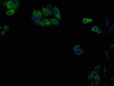 Immunofluorescence staining of HepG2 cells with CANX CANX Monoclonal Antibody at 1:140, counter-stained with DAPI. The cells were fixed in 4% formaldehyde and blocked in 10% normal Goat Serum. The cells were incubated with the antibody overnight at 4°C. Nuclear DNA was labeled in blue with DAPI. The secondary antibody was FITC-conjugated AffiniPure Goat Anti-Mouse IgG (H+L).Mouse anti-Human CANX Monoclonal antibody