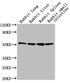 Western BlotPositive WB detected in: Rabbit lung tissue, Rabbit liver tissue, Rabbit spleen tissue, Rabbit small intestine tissueAll lanes: CD14 antibody at 1:2500SecondaryGoat polyclonal to Mouse IgG at 1/10000 dilutionPredicted band size: 41 kDaObserved band size: 55 kDaMouse anti-Human CD14 Monoclonal antibody