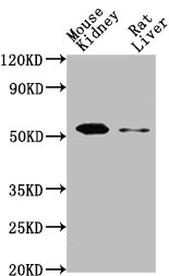 Western BlotPositive WB detected in: Mouse kidney tissue, Rat liver tissueAll lanes: CD14 antibody at 1:2000SecondaryGoat polyclonal to Mouse IgG at 1/10000 dilutionPredicted band size: 41 kDaObserved band size: 55 kDaMouse anti-Human CD14 Monoclonal antibody