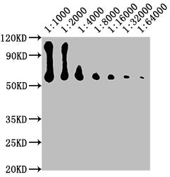 Western BlotPositive WB detected in: NIH/3T3 whole cell lysateAll lanes: CD14 antibody at at 1:1000, 1:2000, 1:4000, 1:8000, 1:16000, 1:32000, 1:64000SecondaryGoat polyclonal to Mouse IgG at 1/10000 dilutionPredicted band size: 41 kDaObserved band size: 55 kDaMouse anti-Human CD14 Monoclonal antibody
