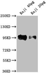 Western Blot  | Positive WB detected in: Raji whole cell lysate  | All lanes: CD19 antibody at 1:2000  | Secondary  | Goat polyclonal to Mouse IgG at 1/10000 dilution  | Predicted band size: 61 kDa  | Observed band size: 95 kDaMouse anti-Human CD19 Monoclonal antibody