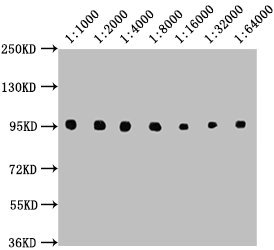 Western Blot  | Positive WB detected in: Raji whole cell lysate  | All lanes: CD19 antibody at 1:1000, 1:2000, 1:4000, 1:8000, 1:16000, 1:32000, 1:64000  | Secondary  | Goat polyclonal to Mouse IgG at 1/10000 dilution  | Predicted band size: 61 kDa  | Observed band size: 95 kDaMouse anti-Human CD19 Monoclonal antibody