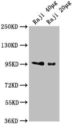 Western Blot  | Positive WB detected in: Raji whole cell lysate  | All lanes: CD19 antibody at 1:2000  | Secondary  | Goat polyclonal to Mouse IgG at 1/10000 dilution  | Predicted band size: 61 kDa  | Observed band size: 95 kDaMouse anti-Human CD19 Monoclonal antibody