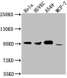 Western Blot  | Positive WB detected in: Hela whole cell lysate, HUVEC whole cell lysate, A549 whole cell lysate, MCF-7 whole cell lysate  | All lanes: CD44 antibody at 1:1500  | Secondary  | Goat polyclonal to Mouse IgG at 1/10000 dilution  | Predicted band size: 82, 4, 78, 77, 81, 79, 75, 54,47, 40, 44, 33, 74, 76, 38, 16 kDa  | Observed band size: 95 kDaMouse anti-Human CD44 Monoclonal antibody