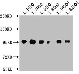 Western Blot  | Positive WB detected in: A549 whole cell lysate  | All lanes: CD44 antibody at 1:1000, 1:2000, 1:4000, 1:8000, 1:16000, 1:32000  | Secondary  | Goat polyclonal to Mouse IgG at 1/10000 dilution  | Predicted band size: 82, 4, 78, 77, 81, 79, 75, 54,47, 40, 44, 33, 74, 76, 38, 16 kDa  | Observed band size: 95 kDaMouse anti-Human CD44 Monoclonal antibody