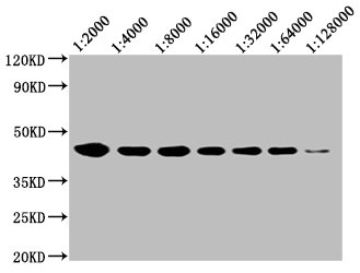Western Blot Positive WB detected in: 20μg Raji whole cell lysate  CD48 antibody at 1:2000, 1:4000, 1:8000, 1:16000, 1:32000, 1:64000, 1:128000 Secondary Goat polyclonal to mouse IgG at 1/50000 dilution Predicted band size: 28, 20 KDa Observed band size: 43 KDa Exposure time:5min