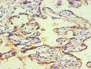 Immunohistochemical of paraffin-embedded human placenta tissue using CD59 Monoclonal Antibody (2E11-2B5)  at dilution of 1:200.mouse anti-Human CD59 monoclonal antibody