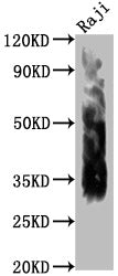 Western Blot Positive WB detected in: Raji whole cell lysate All lanes CD63 antibody at 1:1000 Secondary Goat polyclonal to mouse IgG at 1/50000 dilution Predicted band size: 30-120 KD KDa Observed band size: 30-120 KD KDa Exposure time:1minMouse anti-Human CD63 Monoclonal Antibody antibody