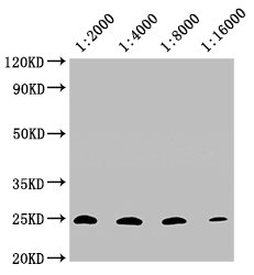 Western Blot Positive WB detected in: 20μg A549 whole cell lysate  CD9 antibody at 1:2000, 1:4000, 1:8000, 1:16000 Secondary Goat polyclonal to mouse IgG at 1/50000 dilution Predicted band size: 25 KDa Observed band size: 25 KDa Exposure time:10minMouse anti-Human CD9 Monoclonal antibody