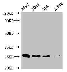 Western Blot Positive WB detected in: A549 whole cell lysate at 20μg, 10μg, 5μg, 2.5μg whole cell lysate  All lanes CD9 antibody at 1:2000 Secondary Goat polyclonal to mouse IgG at 1/50000 dilution Predicted band size: 25 KDa Observed band size: 25 KDa Exposure time: 5minMouse anti-Human CD9 Monoclonal antibody